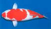 Izumiya Koi Farm Izumiya Koi Farm