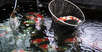 Kohugyo-Kan Koi Farm, Seiji Hiroi Kohugyo-Kan Koi Farm, Seiji Hiroi