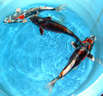 Koshiji Koi Farm, Ojiya, Niigata, Japan Koshiji Koi Farm, Ojiya, Niigata, Japan