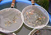 Oya Koi Farm, Niigata, Japan Oya Koi Farm, Niigata, Japan