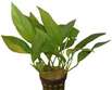 Hintergrundpflanzen fürs Aquarium, Anubias Hastifolia Hintergrundpflanzen fürs Aquarium, Anubias Hastifolia