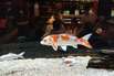 Aquarium Shop, auch Koi lassen sich im Aquarium Halten. Aquarium Shop, auch Koi lassen sich im Aquarium Halten.