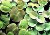 Schwimmpflanzen für das Aquarium - Wasserwolfsmilch (Phyllanthus)