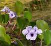 Dickstielige Wasserhyazinthe, Eichhornia crassipes