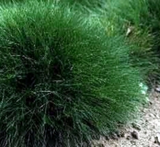 Bärenfellschwingel, Festuca scoparia