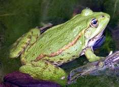 Grasfrosch am Teich