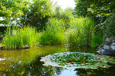 Gartenteich, Ein erfolgreicher Teichbau.