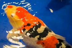 Gesunde Koi Gesunde Koi