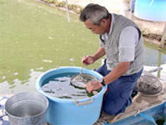 Isa Koi Farm Isa Koifarm Koizucht