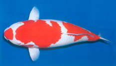 Izumiya Koi Farm Izumiya Koi Farm