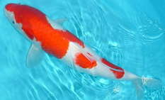Kohaku Koi Kohaku Koi