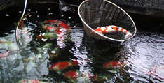 Kohugyo-Kan Kohugyo-Kan Koi Farm, Seiji Hiroi