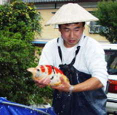 Otsuka Koi Farm Otsuka Koi Farm , Niigata, Japan