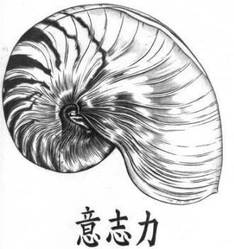 Koi Portrait Hachfeld Koi Portrait Zeichnung - Nautilus Schnecke