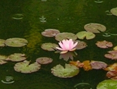 Seerose, Nymphaea