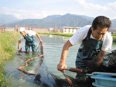 Sekiguchi Koi Farm Sekiguchi Koi Farm, Ojiya, Niigata, Japan