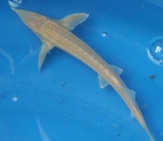 Fischfutter, Koifutter - Sterlet Fischfutter, Koifutter - Sterlet