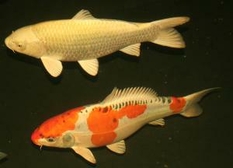 Fisch Gesundheit, Fisch Medikamente