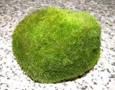 Cladophora aegagropila - Mooskugel - Vordergrundpflanzen, Aquariumpflanzen für den Vordergrund des Aquariums