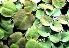 Schwimmpflanzen für das Aquarium - Wasserwolfsmilch (Phyllanthus)