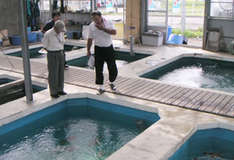 Uonuma Koi Farm Uonuma Nishikigoi Koi Farm, Niigata, Japan