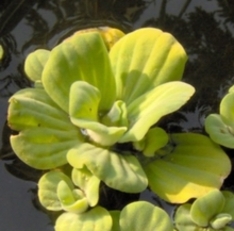 Wassersalat, Pistia stratiotes, auch Muschelblume