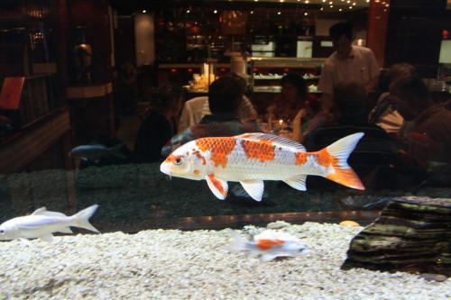 Koi im Aquarium