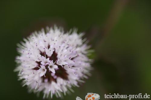 Blüte einer Wasserminze