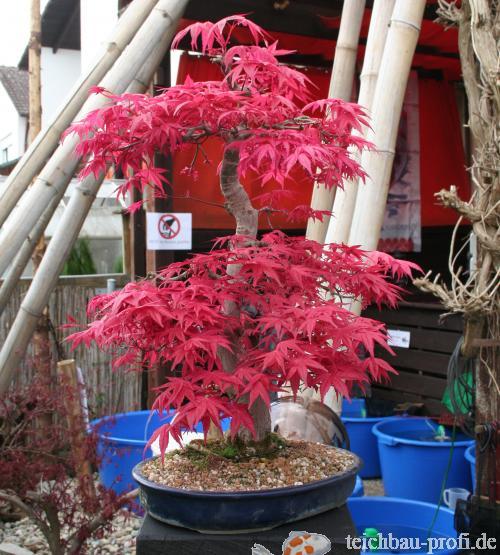 Zwergahorn Bonsai rot