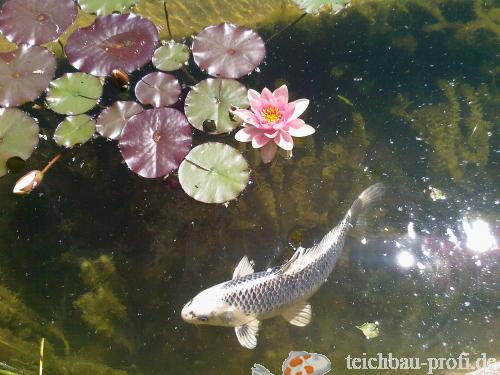 Koi im Teich, Angelika Wilhelm Odelzhausen