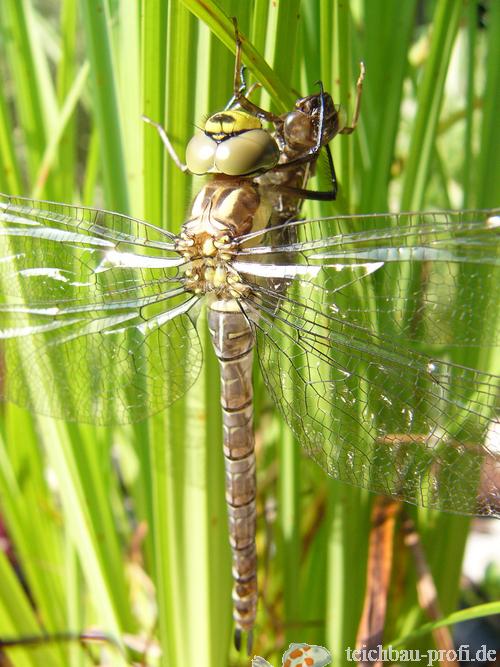 Frisch geschlüpfte Libelle