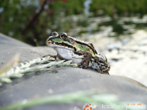 Frosch am Teich, von Stefanie Wessing, Marl