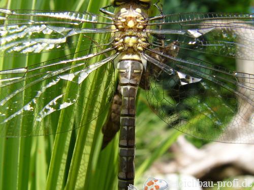 Gerade geschlüpfte Libelle