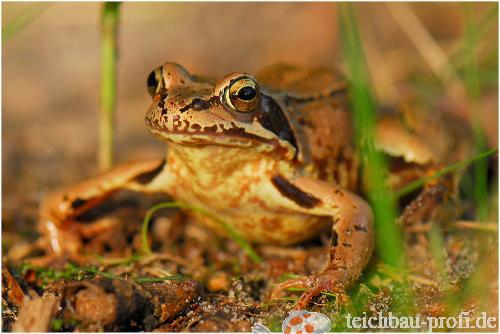 Grasfrosch