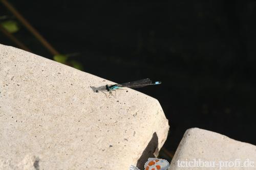 Blaue Libelle am Teichrand