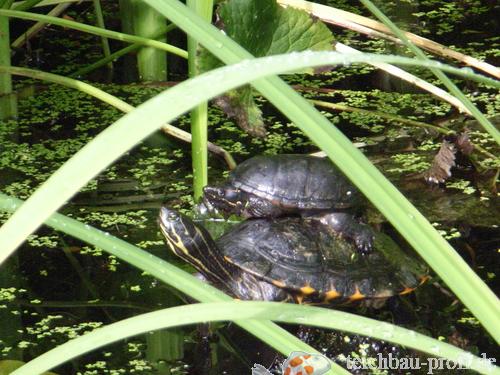Schildkröten beim Sonnen