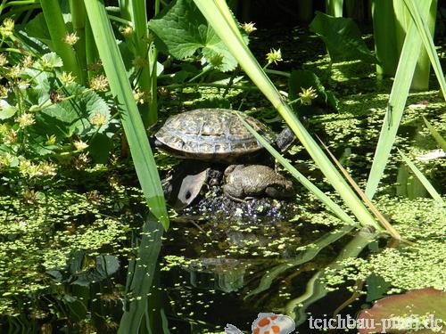 Schidkröte mit Freund