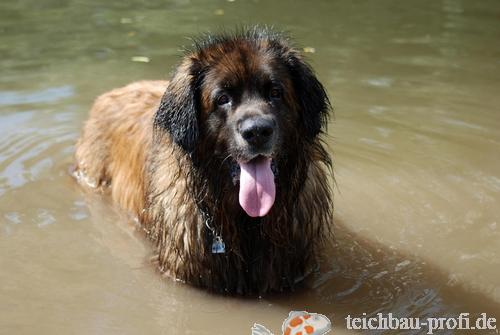 Leonberger Simba badet im Teich