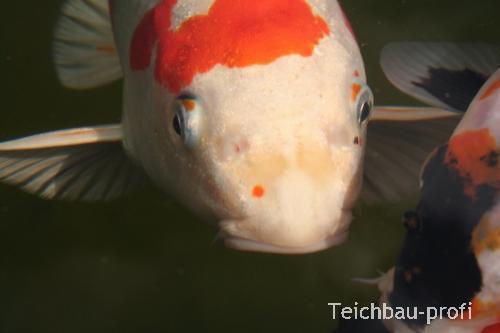 Koi Makro