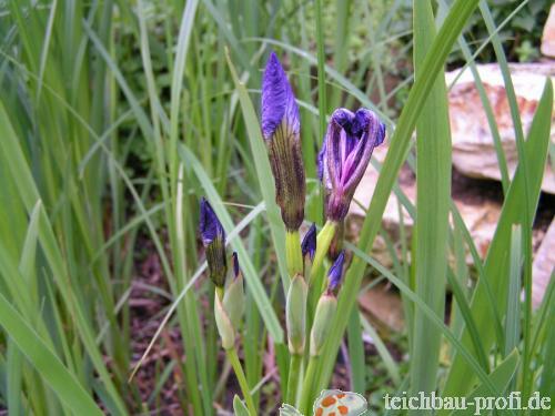 Blaue Wasserlilie