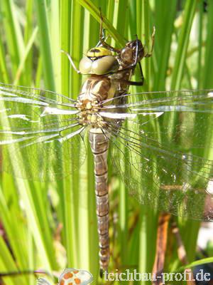 Frisch Geschl pfte Libelle Wolfgang B hm