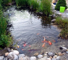 Japanteich mit Koi
