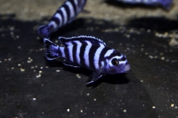 pseudotropheus demasoni