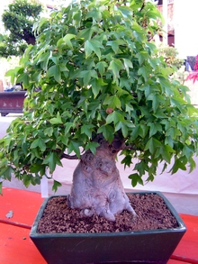 Bonsai WS Aquaristik, Walter Schulz, Au
