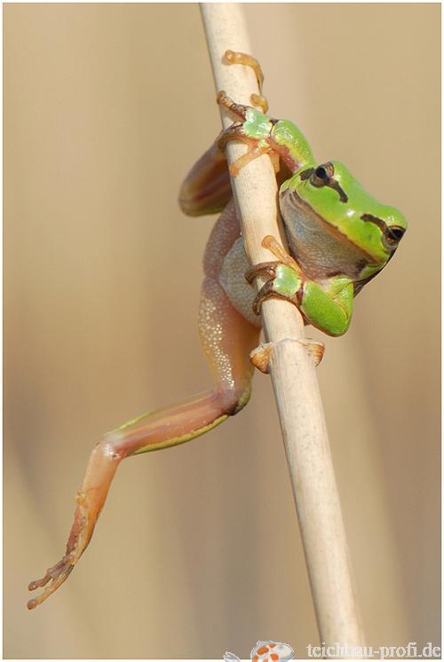Laubfrosch "hang up"