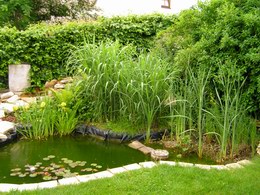 Gartenteich Im Spätsommer