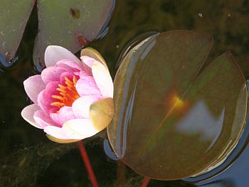 Seerose mit Schwimmblatt