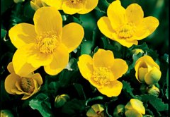 Sumpfdotterblume kaufen
