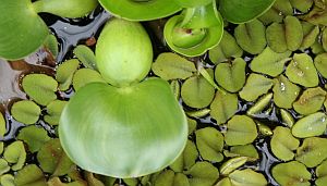 Wasserhyazinthe und Wasserlinsen