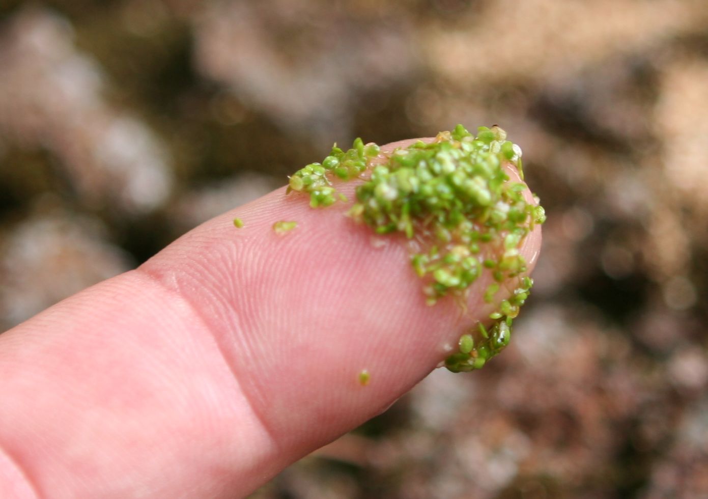 500 Stück Wasserlinsen Samen Lemna Minor - Winterharte Teichpflanzen Für Innen & Außen